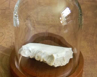 Exhibición de especímenes de naturalista de estilo antiguo: mandíbula parcial fósil auténtico de oreodonte (Merycoidodontoidea) con dientes y campana de cristal.