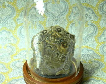Beautifully Patterned Polished Dome of Natural Fossilized Coral From Morocco. Ancient Silicified Coral w/Display Dome.