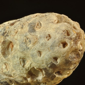 May include: A close-up of a fossilised cone-shaped object with a rough, textured surface. The fossil is a light brown colour with darker brown markings.