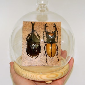 Amazing Natural Giant Beetle Display! Rhinoceros Beetle & Stag Beetle Exhibit. Odontolabis Lacordairei and Xylotrupes Gideon Sumatrensis.