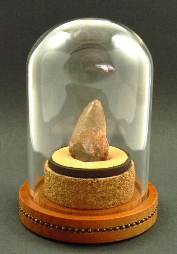 authentic dinosaur fossils for sale