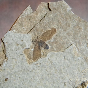 May include: A fossilized insect preserved in a light gray stone. The insect is brown and has a wingspan of about 2 inches.