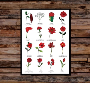 Print met rode liefdesbloemen, identificatie en symbolische betekenis - Muurkunstkaart - Floral Flower Art Print - niet ingelijst