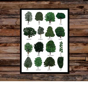 Bomen identificatie print - kunst aan de muur grafiek - dendrologie boom Art Print - botanische wetenschap boomstudie - ingelijst