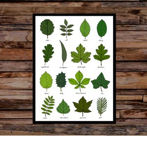 Impression d'identification de feuilles - tableau d'art mural - impression d'art de feuille botanique - sans cadre