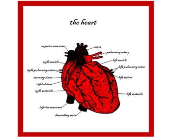 La carte de voeux coeur - Saint Valentin - amour - mariage - unique - rouge - sciences biologiques - anatomie