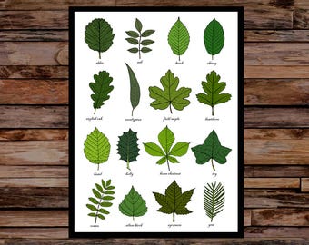 Leaves Identification Giclée Art Print - Botanical Wall Chart