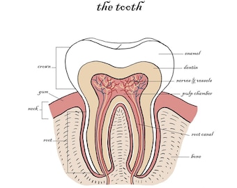 La carte de voeux de la dent / Dents / Dentiste / Odontologie / Dentisterie / Anatomie / Science / Unique / Nouvelles dents / Mal de dents / Guérir bientôt