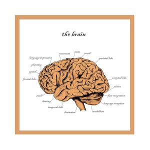Tarjeta de felicitación sobre el cerebro / Educación / Graduación / Tarjeta de arte sobre neurología / Tarjeta de neurociencia / Neurocirujano / Arte científico