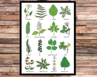 Impression A3 de mauvaises herbes - carte d'identification des mauvaises herbes - horticulture - étude des plantes / des mauvaises herbes - science - jardiniers / impression d'art jardinage - sans cadre