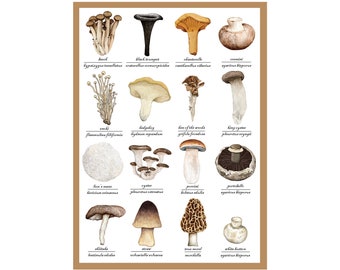 Edible Mushrooms Greetings Card - Mushroom Identification Chart - Food Art