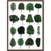 Trees Greetings Card Tree Identification Chart Dendrology Study of ...