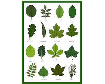 Carte de voeux feuilles - carte d'identification des feuilles - morphologie de la plante - étude des feuilles - science - jardin / impression de carte d'art