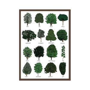 Trees Greetings Card - Tree Identification Chart - Dendrology - Study Of Trees - Science - Gardeners / Gardening Art Print Card