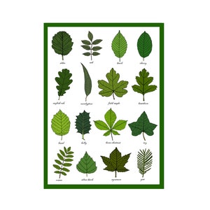 Biglietto di auguri con foglie - Tabella di identificazione delle foglie - Morfologia delle piante - Studio delle foglie - Scienza - Stampa di biglietti d'auguri artistici per il giardino/giardinaggio