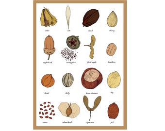 Seeds Greetings Card - Identification Chart - Spermology - Study Of Seeds - Gardeners / Gardening Art Print Card