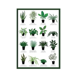 Tarjeta de felicitación de plantas de interior - Cuadro de identificación de plantas con nombre común y científico - Ciencia - Naturaleza - Arte vegetal - ¡NUEVO!