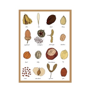 Tarjeta de felicitación con semillas - Cuadro de identificación - Espermología - Estudio de las semillas - Jardineros / Tarjeta con impresión artística sobre jardinería