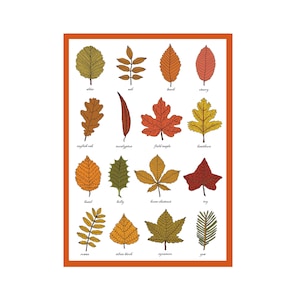 Carte de voeux feuilles d'automne - carte d'identification des feuilles - morphologie de la plante - étude des feuilles - science - cadeau carte d'art jardin/jardinage