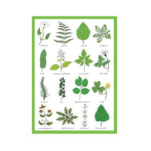 Onkruid wenskaart - Onkruididentificatiekaart - Tuinbouw - Studie van planten / Onkruid - Wetenschap - Tuinmannen / Tuinieren Art Print Card
