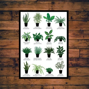 Houseplants Print Plant Identification Chart w/ Common & Scientific Name Symbolic Meanings Science Nature Plant Art image 1