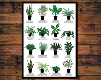 Impression de plantes d'intérieur - Tableau d'identification des plantes avec nom commun et scientifique + signification symbolique - Science - Nature - Art végétal