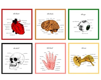 Op de afbeelding: Een set van zes geïllustreerde anatomische diagrammen, elk met een ander orgaan of lichaamsdeel. De diagrammen zijn gelabeld met de namen van de organen en hun onderdelen. De organen zijn: het hart, de hersenen, het oog, de schedel, de hand en het oor.
