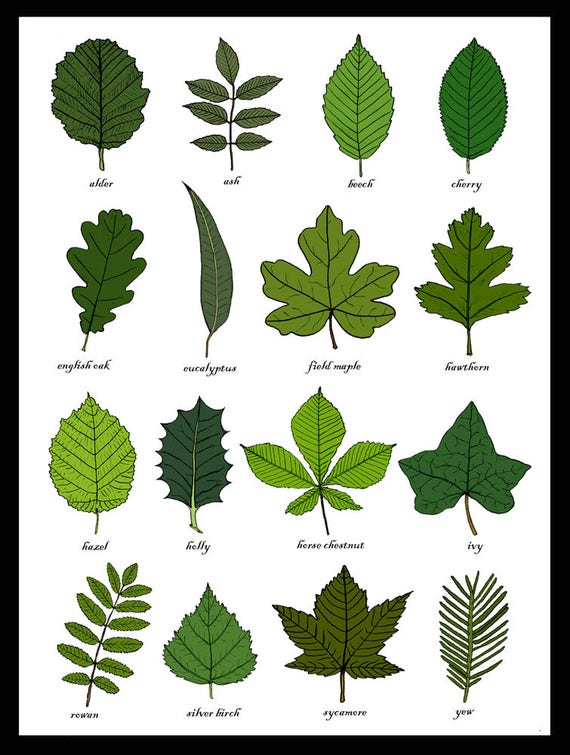 Identification Chart For Leaves