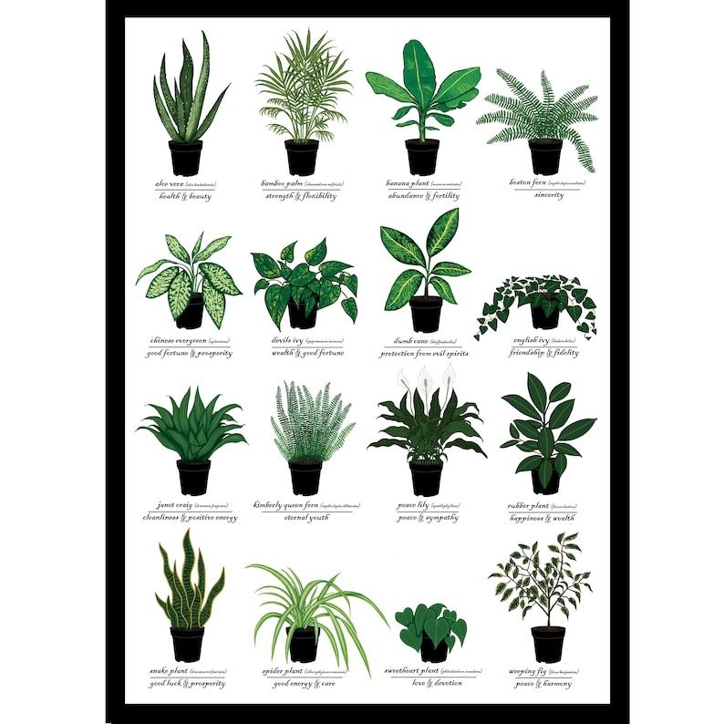 Houseplants Print Plant Identification Chart w/ Common & Scientific Name Symbolic Meanings Science Nature Plant Art image 2