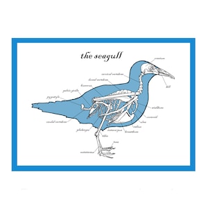 Carte de voeux La mouette - Art du squelette - Impression anatomie d'oiseau