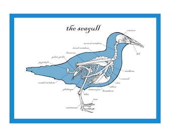 The Seagull Greetings Card - Skeleton Art - Bird Anatomy Print