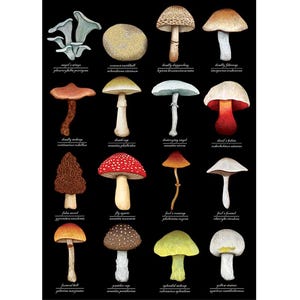 Giftige paddenstoelenkaart - identificatiekaart giftige paddenstoelen - mycologie - wetenschap - schimmelkunst - wenskaart