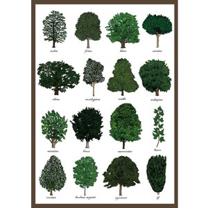 Trees Greetings Card Tree Identification Chart Dendrology Study Of Trees Science Gardeners / Gardening Art Print Card image 3