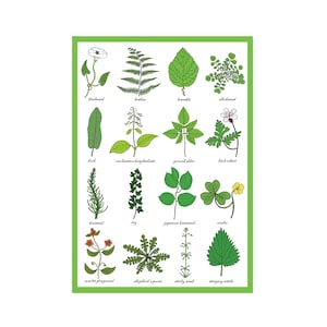 Carte de vœux sur les mauvaises herbes - Tableau d’identification des mauvaises herbes - Horticulture - Étude des plantes / mauvaises herbes - Science - Jardiniers / Carte d’impression d’art de jardinage image 2