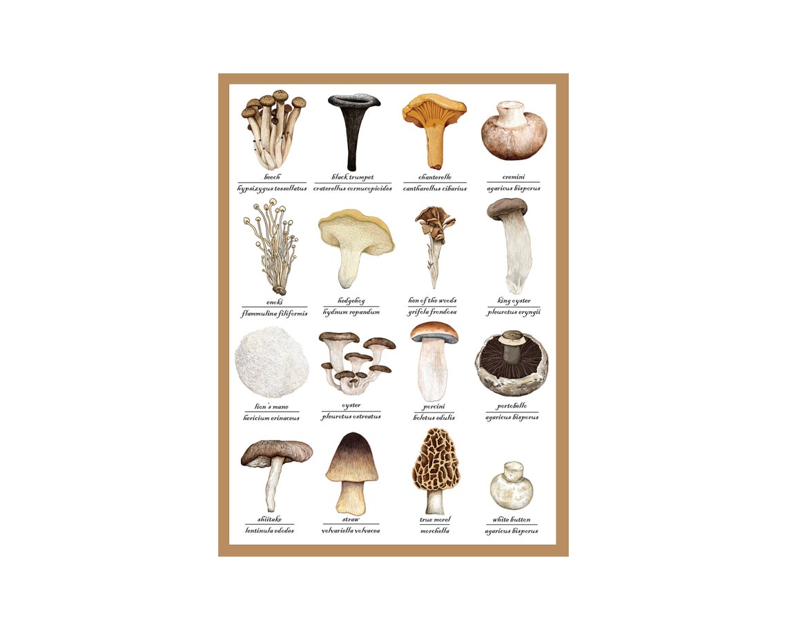 Edible Mushrooms Greetings Card - Mushroom Identification Chart - Food