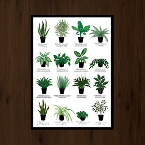 Houseplants Print Plant Identification Chart w/ Common & Scientific Name Symbolic Meanings Science Nature Plant Art image 3