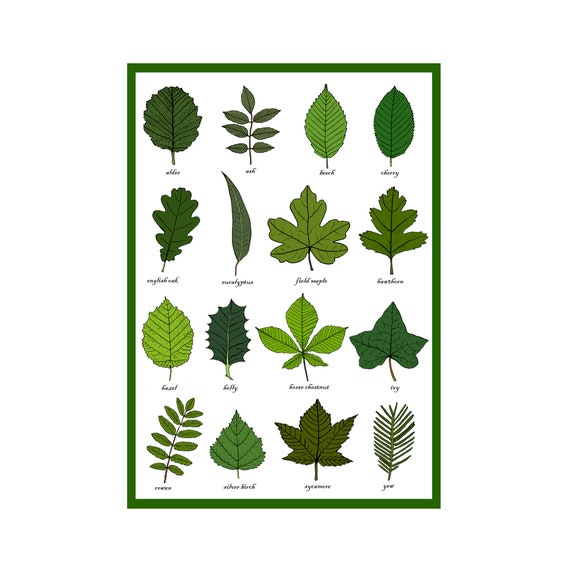 House Plant Leaf Identification Chart