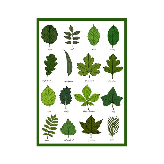 Fall Leaf Identification Chart