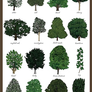 Trees Greetings Card Tree Identification Chart Dendrology Study Of Trees Science Gardeners / Gardening Art Print Card image 2