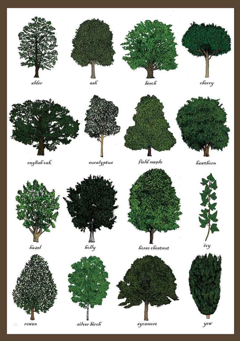 Trees Greetings Card Tree Identification Chart Dendrology Study Of Trees Science Gardeners / Gardening Art Print Card image 2