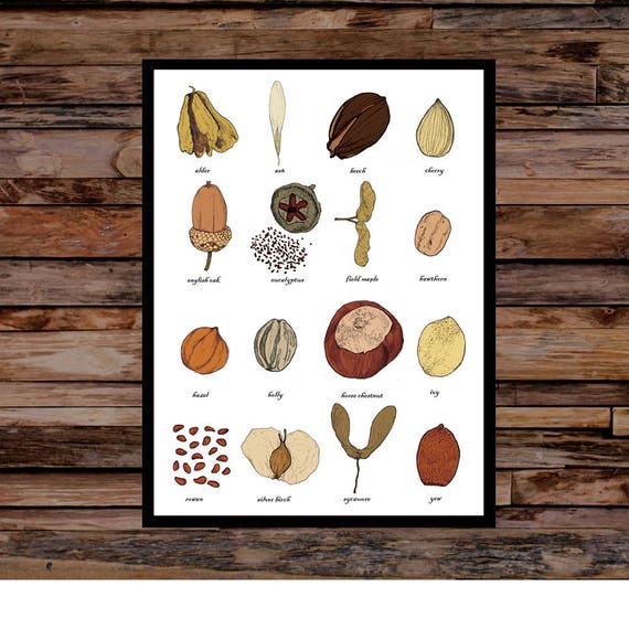 Nut Identification Chart