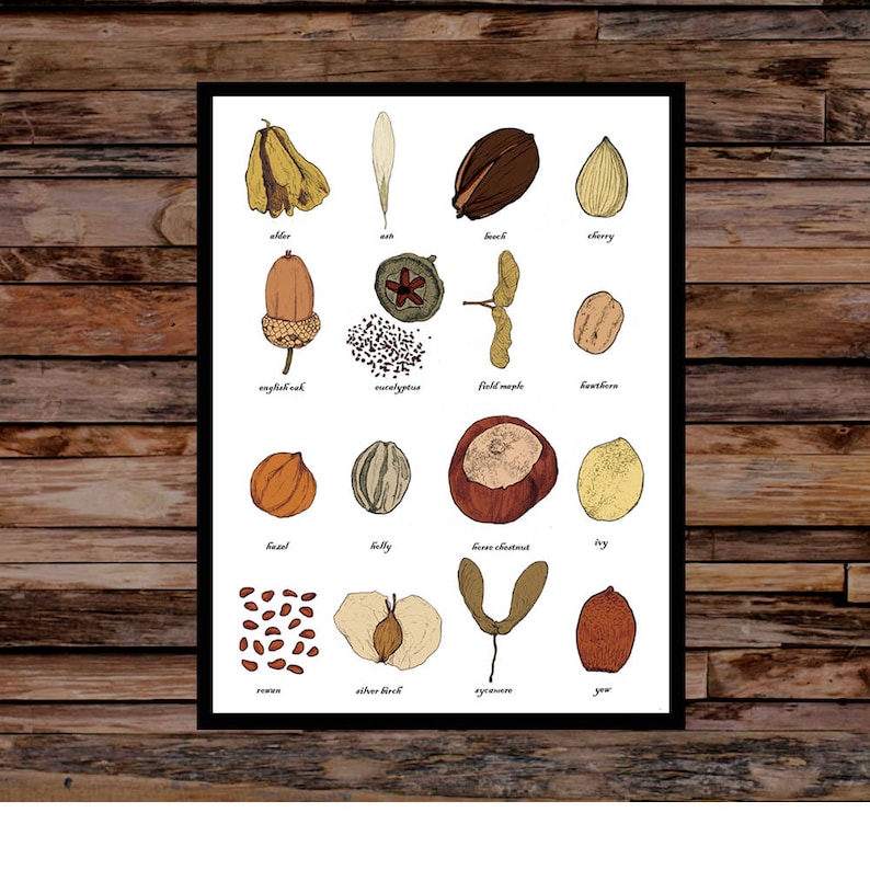 Seeds Identification Print Wall Art Chart Carpology Seed Art Print