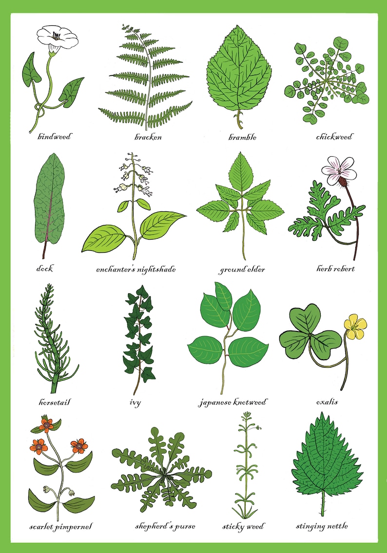 Carte de vœux sur les mauvaises herbes - Tableau d’identification des mauvaises herbes - Horticulture - Étude des plantes / mauvaises herbes - Science - Jardiniers / Carte d’impression d’art de jardinage image 3