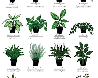 Houseplants Greetings Card - Plant Identification Chart - New - Etsy
