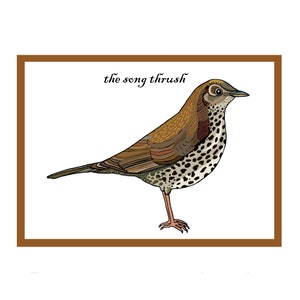 Tarjeta de felicitación interactiva de Song Thrush Songbird - Tarjeta de pájaro de jardín - Campo y vida silvestre británicos - Animación de código QR - Nuevo