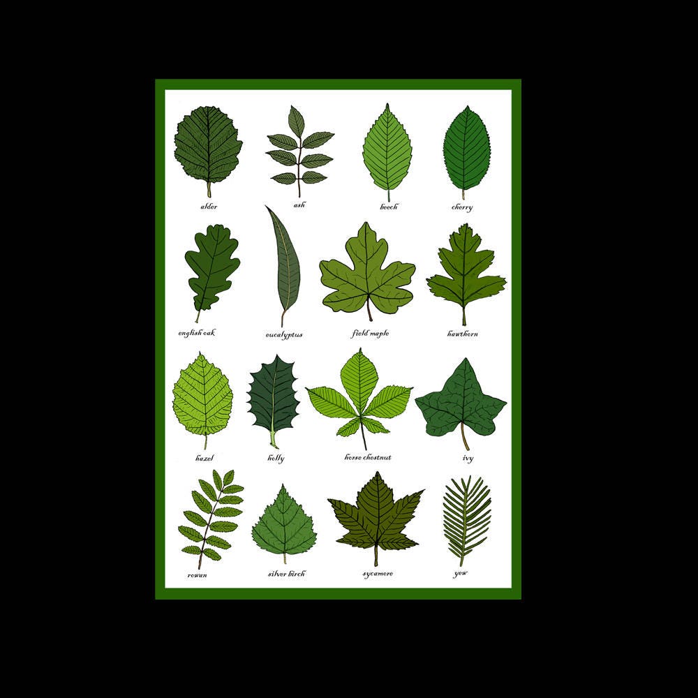 Blätter Grüße Karte Blatt Identifikation Diagramm Pflanze | Etsy