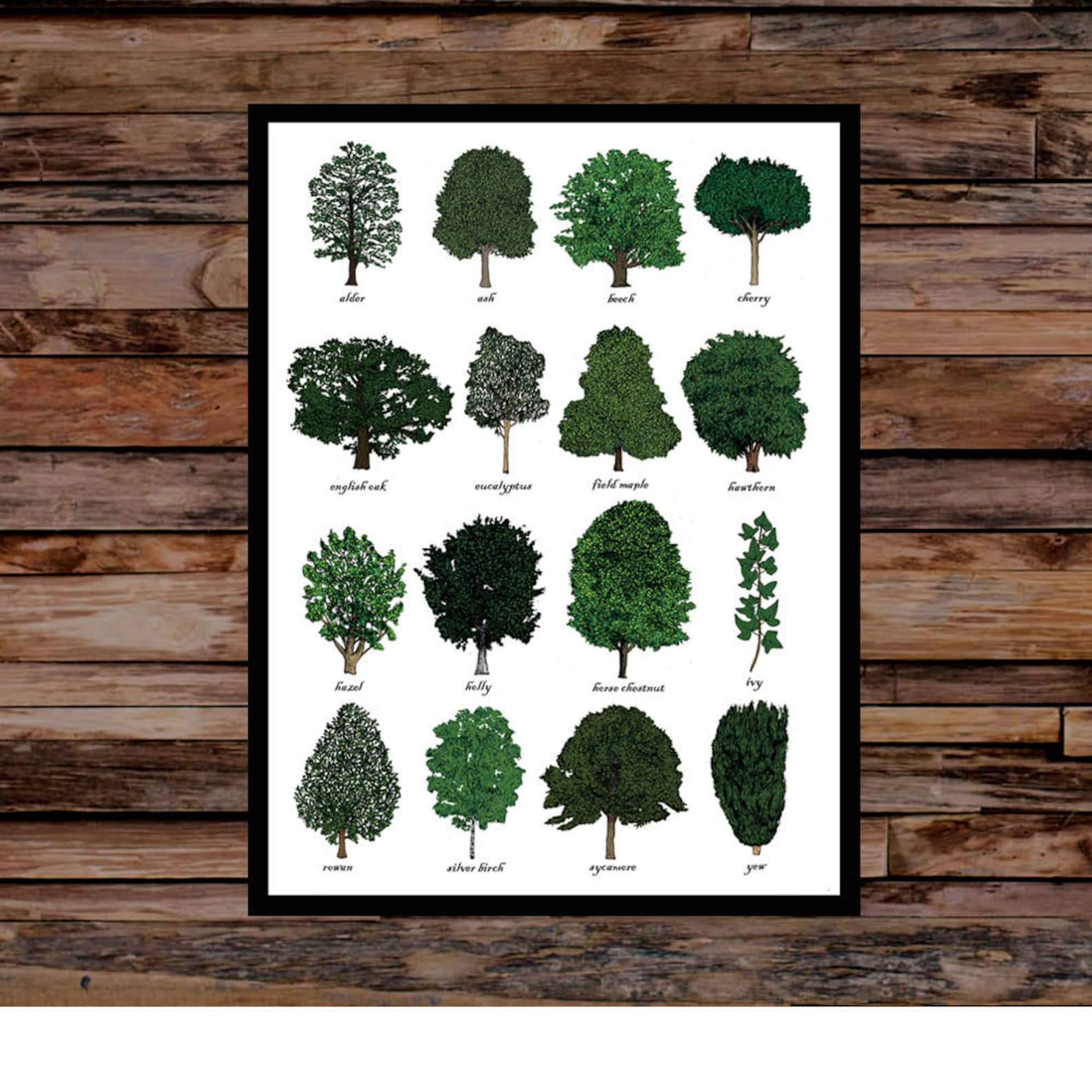 Trees Identification Print - Wall Art Chart - Dendrology Tree Art Print ...