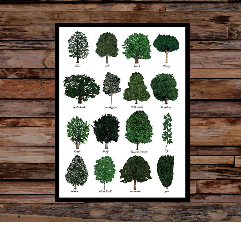 Trees Identification Art Print – Botanical Wall Chart, Dendrology Decor ...