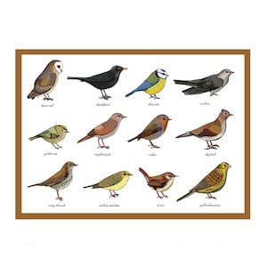 Wenskaart zangvogels - identificatiekaart - zoölogie - ornithologie - vogelstudie - wetenschap - educatie - informatie - vogelkunst