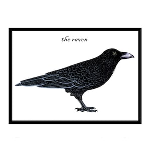 Cartão de Saudações The Raven - Cartão Corvid Bird - Campo Britânico e Vida Selvagem - Corvo Comum - Arte Popular Halloween - Interativo - Novo